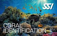 SSI Coral Reef Identification