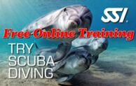 SSI Online Training course for beginners